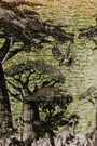 Accueil - Bougie Parfumée | Sacred Tress Touba - Baobab