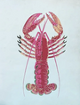 Accueil - Homard | Carnet en papier parchemin - Supplément d'am