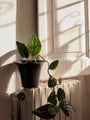 Pots de fleurs - Cache-pot | Spun - Ferm Living