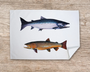 Table & Cuisine - Lot de 3 Torchons | Les poissons d'eau douce - Varek Illustrations