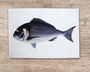 Table & Cuisine - Lot de 3 Torchons | Les poissons de nos côtes - Varek Illustrations