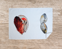 Table & Cuisine - Torchon | La Coquille Saint-Jacques & La Palourde - Varek Illustrations