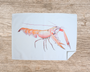 Table & Cuisine - Torchon | La Langoustine - Varek Illustrations