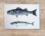Table & Cuisine - Torchon | Le Bar et le Maquereau