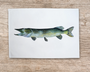 Table & Cuisine - Torchon | Le Brochet - Varek Illustrations