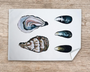 Table & Cuisine - Torchon | Les Coquillages - Varek Illustrations