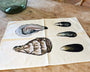 Table & Cuisine - Torchon | Les Coquillages - Varek Illustrations