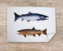 Table & Cuisine - Torchon | Les Salmonidés - Varek Illustrations