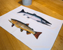Table & Cuisine - Torchon | Les Salmonidés - Varek Illustrations